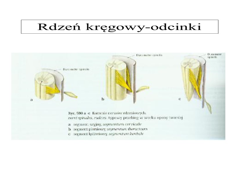 Rdzeń kręgowy-odcinki